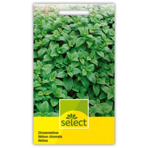 Samenpackung Zitronenmelisse (Melissa officinalis), mehrjährige Gewürzpflanze für Garten und Balkon.