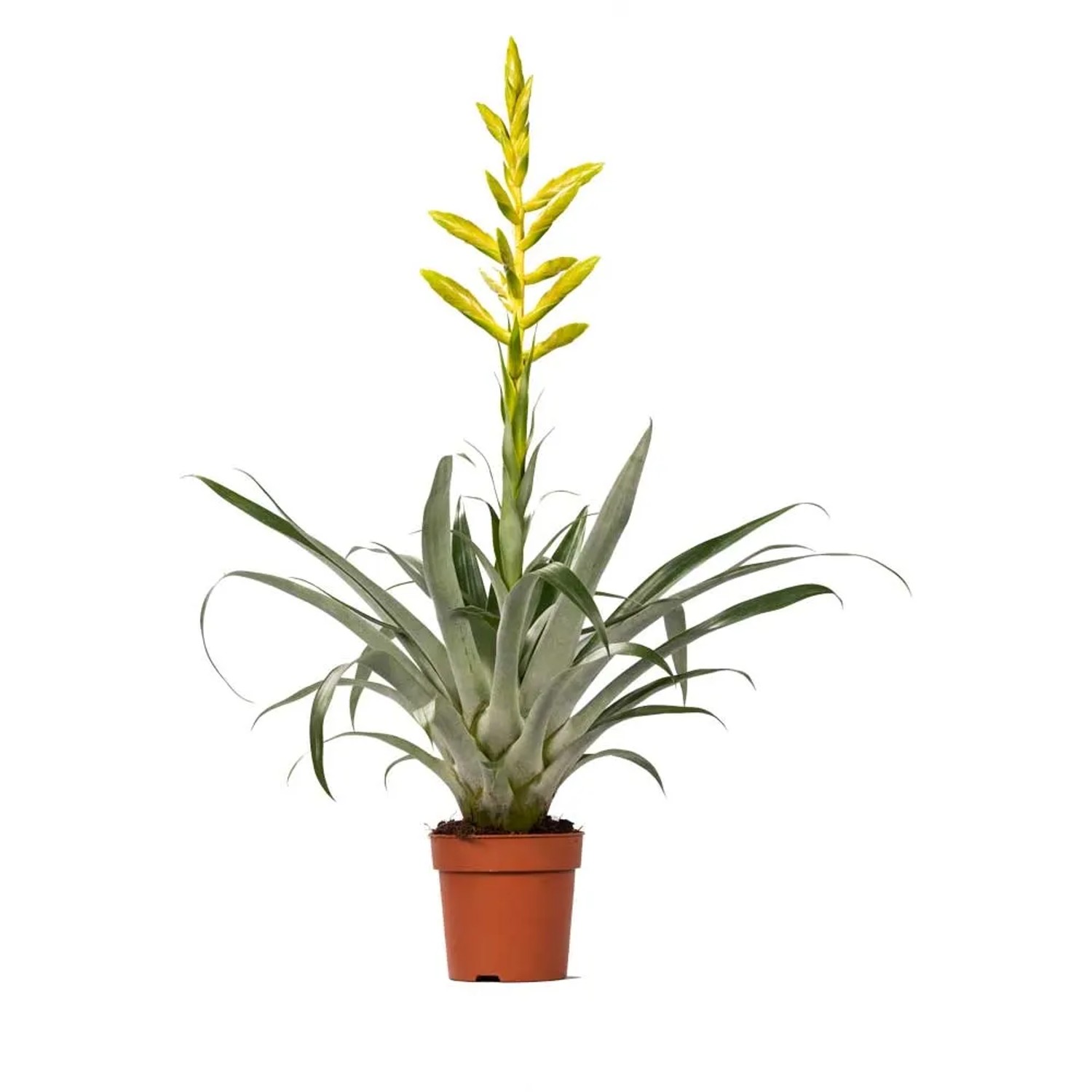 Tillandsien & Bromelien kaufen und bestellen bei OBI