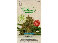 Hanfsamen Cannabis Fenoswiss FS-1 / 3 Stk.