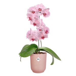 Pot pour orchidée Elho Vibes Fold rose avec orchidée en fleurs. Pot élégant pour orchidées d'intérieur.