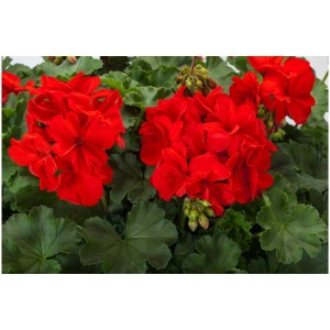 Géranium zonale rouge (Pelargonium zonale) en pot, Ø 12 cm.