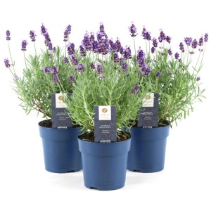 Lavendel Felice Mix im Topf, Lavandula angustifolia mit violetten Blüten.