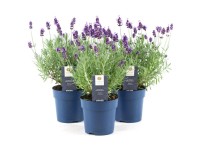 Lavendel Felice Lavandula angustifolia Mix Topf Ø 12 cm / 1 Stk.