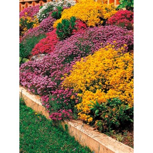 Vari fiori primaverili in giallo, rosa, rosso e bianco come copertura del suolo in giardino.