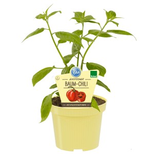 Blu Peperoncino albero in vaso, ca. 12 cm Ø. Erba aromatica con foglie verdi e vaso giallo.
