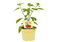 Baum-Chili Capsicum pubescens Topf Ø ca. 12 cm