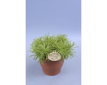 Greiskraut Himalaya Senecio archeri Topf  12 cm