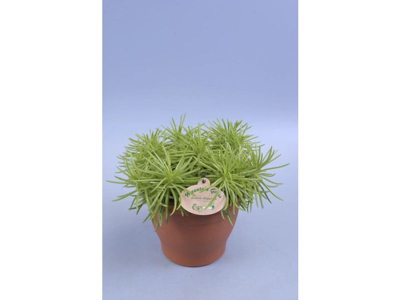Greiskraut Himalaya Senecio archeri Topf  12 cm