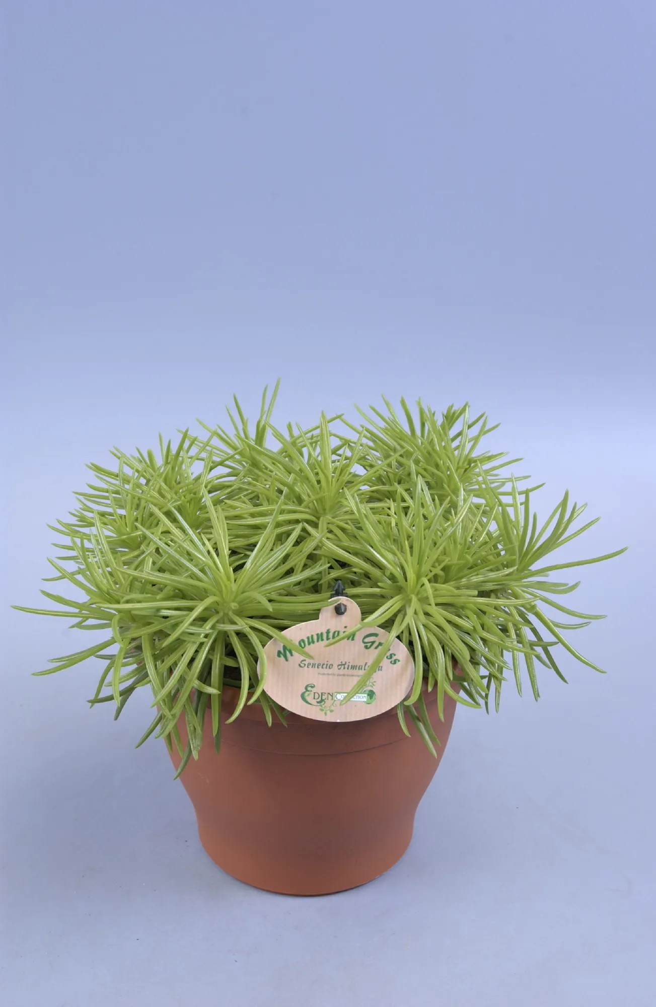 compo rhodo- und hortensien vital compo vital fr hortensien und rhod. 1kg  Mobau Pro Shop