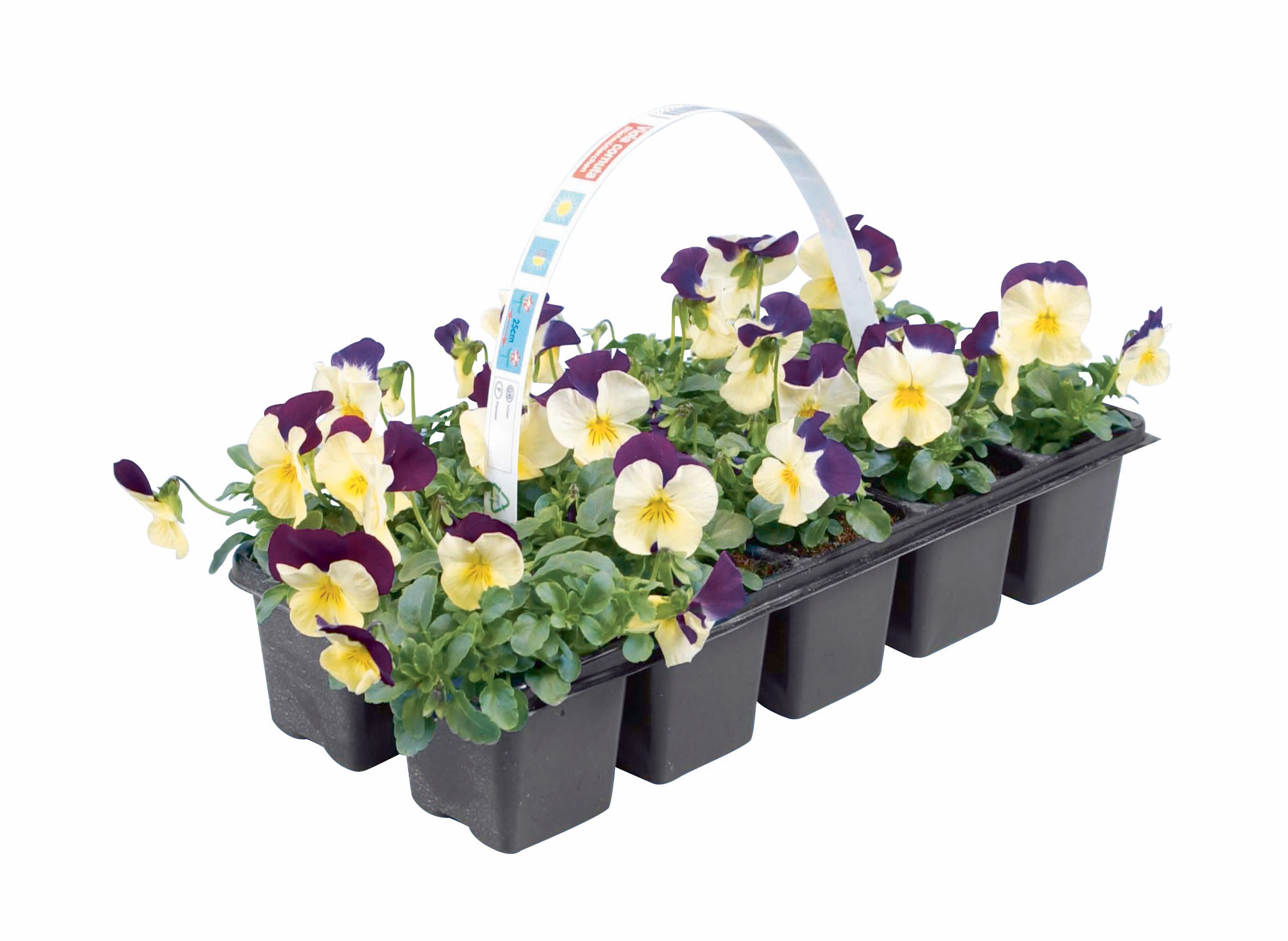Hornveilchen Viola cornuta Topf Ø ca. 9 cm  10er-Tray (0)