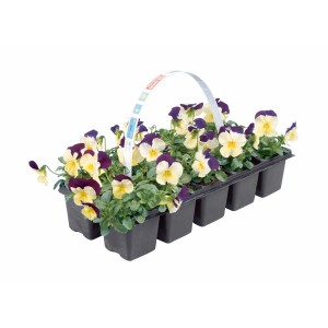 Hornveilchen im 10er-Tray, zweifarbige Frühjahrsblüher für Beet und Kübel.