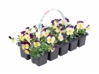 Hornveilchen Viola cornuta Topf Ø ca. 9 cm / 10er-Tray