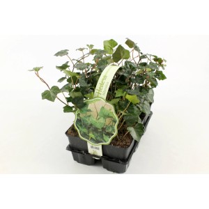 Lierre couvre-sol Hedera Hibernica en pot, persistant et rustique.
