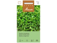 Basilikum feinblättrig