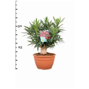 Bonsai di oleandro (Nerium oleander) in vaso, alto circa 50-60 cm, con foglie verdi.