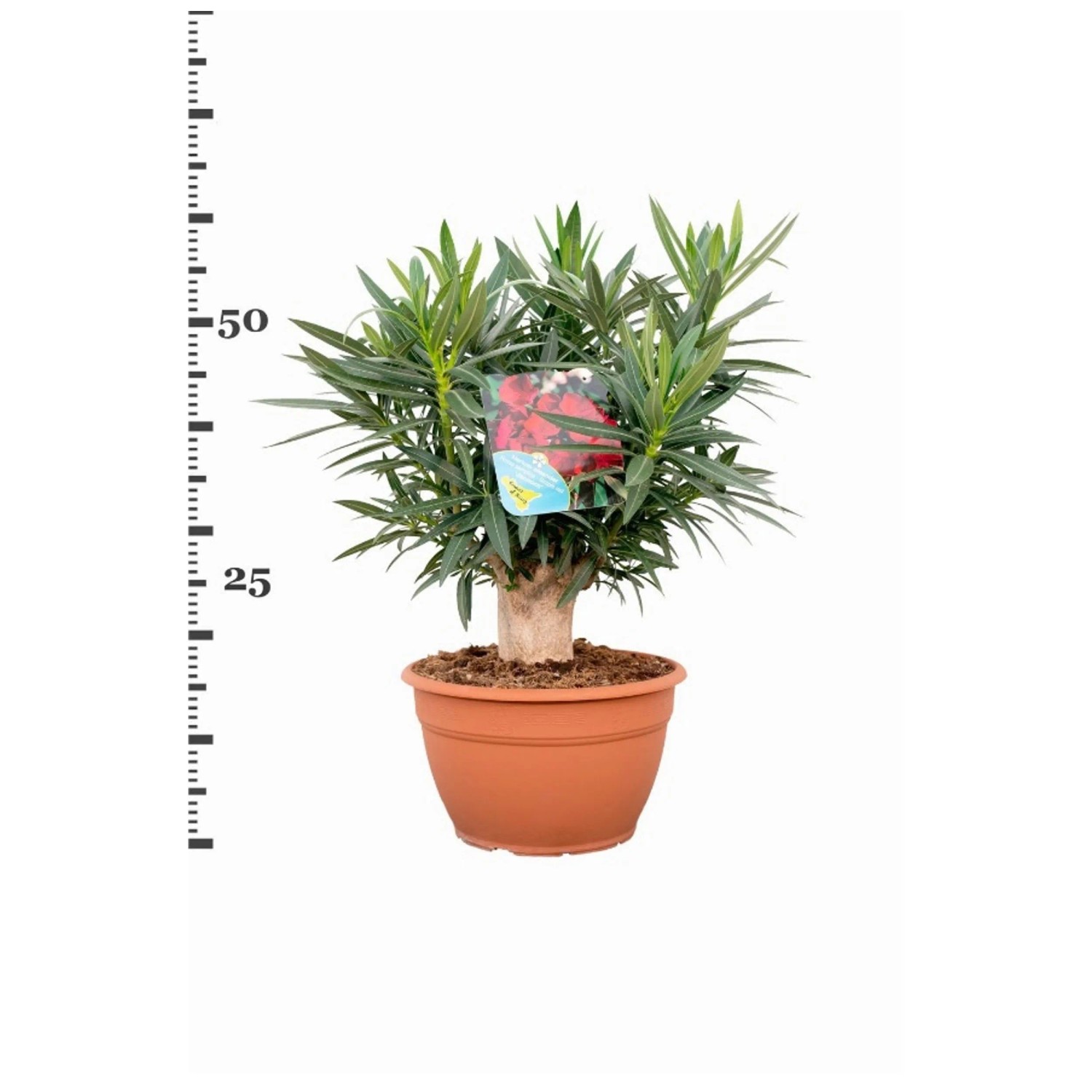astrophytum kaufen Astrophytum asterias  PASIORA