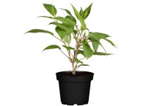 GROW by OBI Bio Männliche Kiwi Prince Jumbo Topf 3 l / Höhe 30 - 40 cm