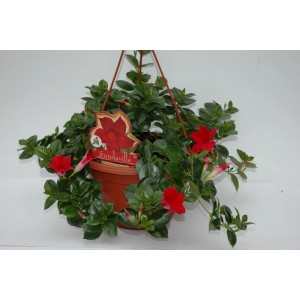 Dipladenia Sundaville pensile con fiori rossi in vaso, ideale per balconi e terrazzi.