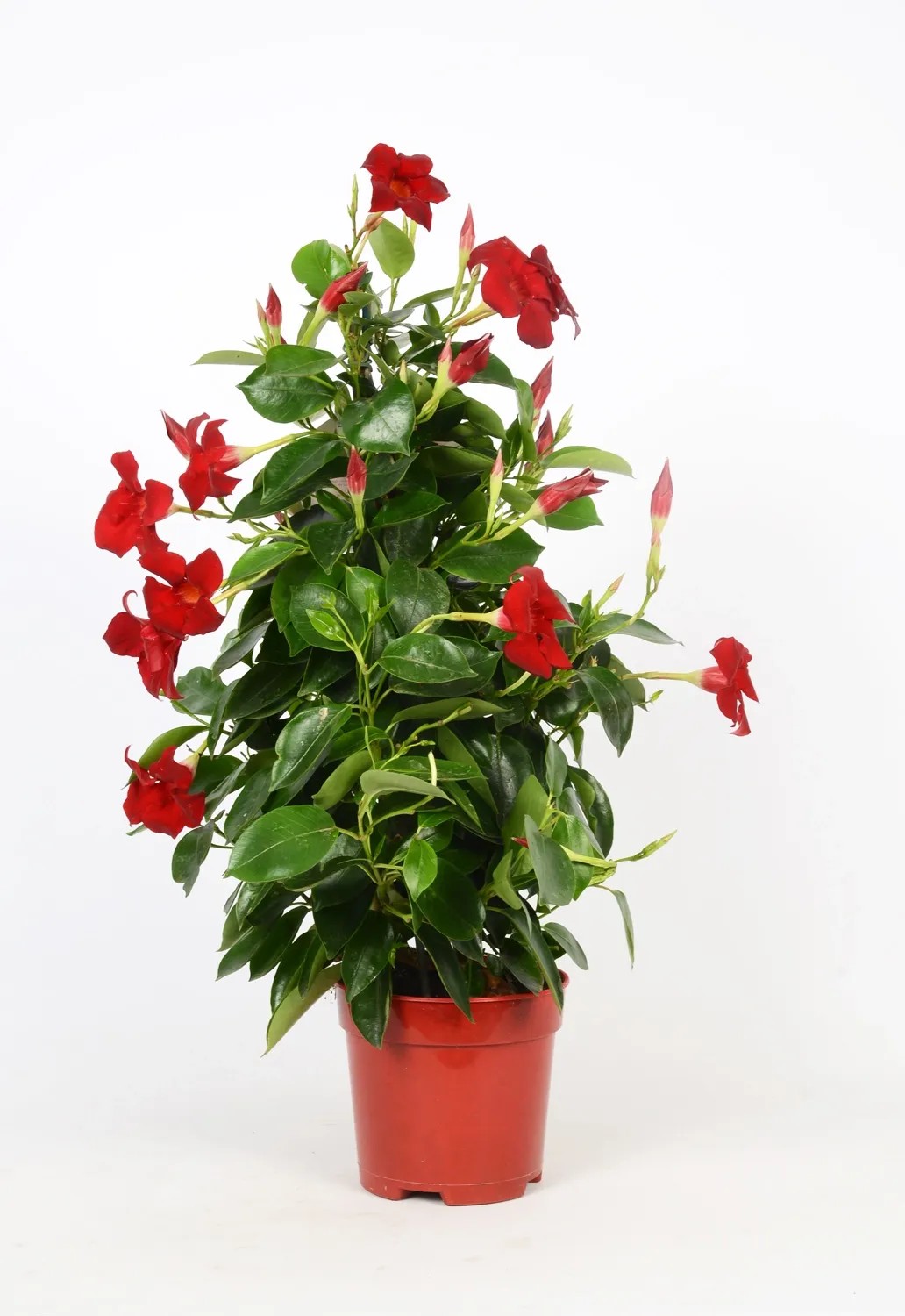 Dipladenia Mandevilla In Vaso 17 Cm – Pianta Rampicante Sempreverde A Fioritura Abbondante