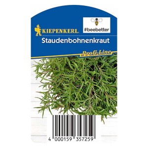 Santoreggia montana Kiepenkerl in vaso con foglie verdi. Erba aromatica per piatti sostanziosi.
