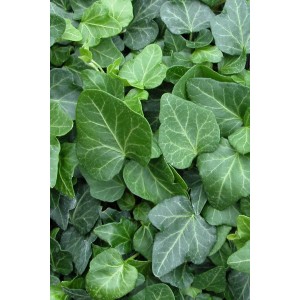 Couvre-sol vert persistant avec des feuilles en forme de cœur, idéal pour couvrir les zones.