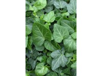 Bodendecker Grün 0,5 l