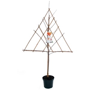 Arbre fruitier palissé, 160 cm de haut, en pot. Idéal pour les petits jardins.