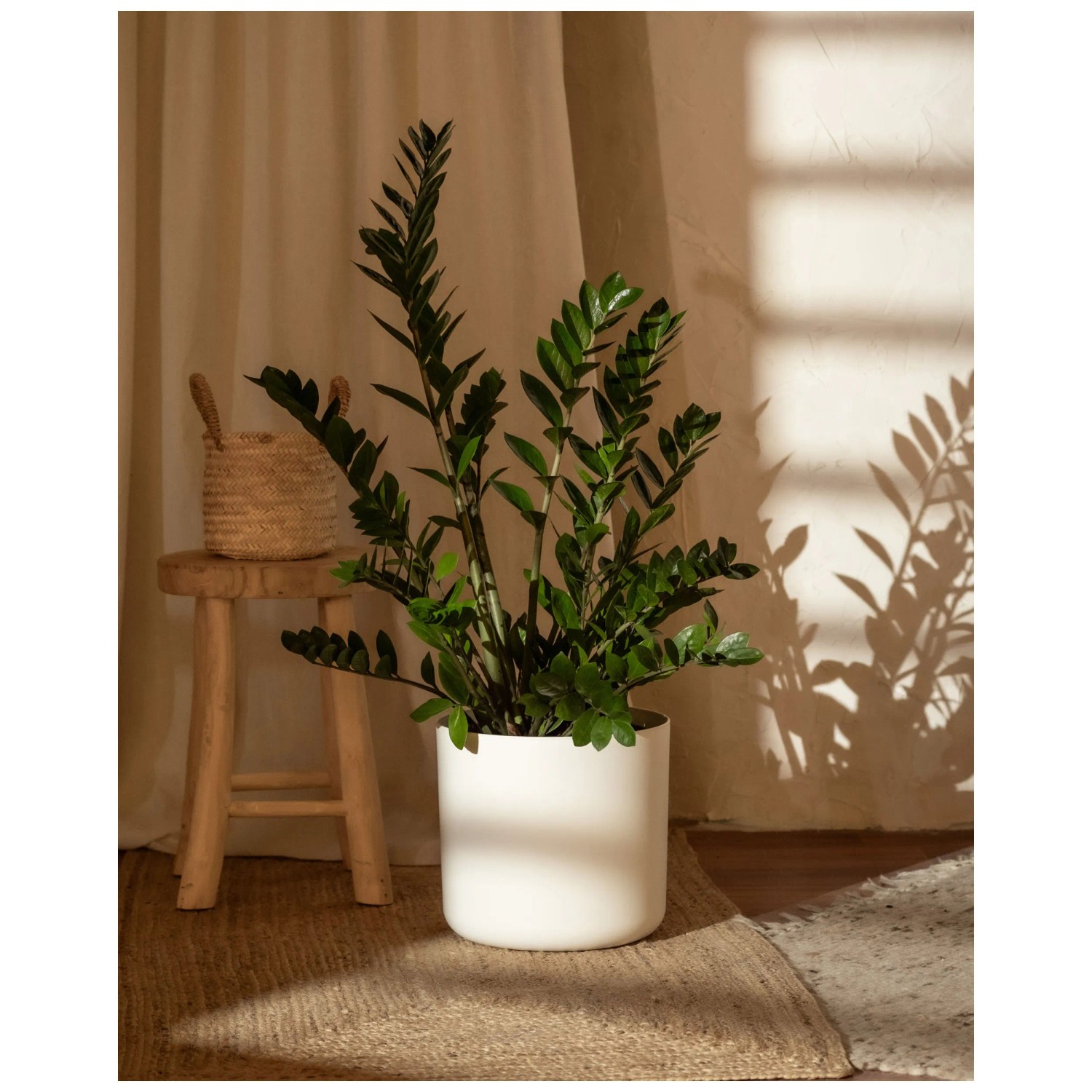 Feey Glcksfeder Zamioculcas zamiifolia Hhe 40 - 60 cm