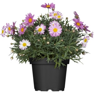 Margherita arbustiva in vaso con fiori rosa e bianchi. Argyranthemum frutescens di GROW by OBI.