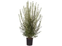 Liguster Select Ligustrum vulgare Atrovirens Topf 12 l