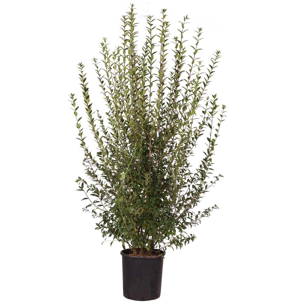 Liguster Select Ligustrum vulgare Atrovirens Topf 12 l kaufen bei OBI