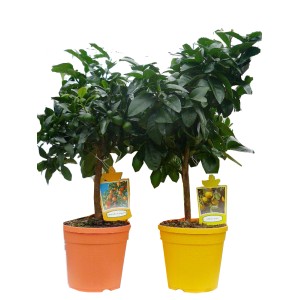 Deux agrumes sur tige en pot (orange, jaune), env. 17 cm Ø.