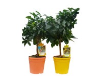 Zitruspflanze Stamm in Sorten mit Farbtopf-Ø ca. 20 cm Citrus