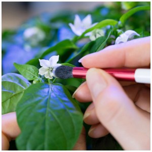 Pennello per impollinazione Véritable in uso su un fiore per la coltivazione di piante.