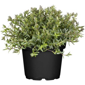 GROW by OBI Sassifraga in vaso, Arenaria montana con foglie verdi.