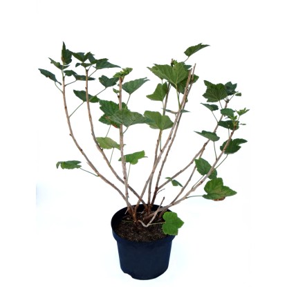 Ribes «Jonkheer Van Tets»