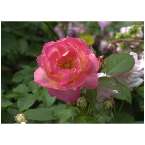 Nahaufnahme einer rosa-gelben Bio Strauchrose Firlefanz im Garten.