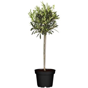 Olivo (Olea europea) a fusto in vaso, foglie verdi, atmosfera mediterranea per balcone e terrazza.