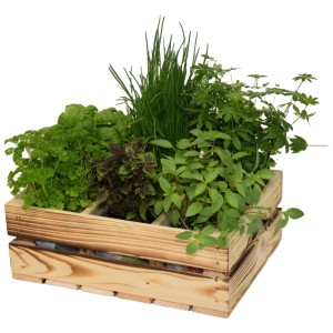 Caisse à herbes en bois flammé avec diverses herbes, idéale pour la récolte et le stockage.