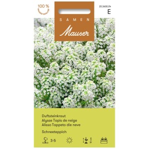 Confezione di semi di Alyssum odoroso Schneeteppich, fiori bianchi per aiuole e balconette.