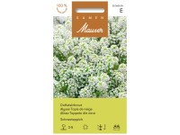 Duftsteinkraut Schneeteppich Duftsteinkraut Schneeteppich