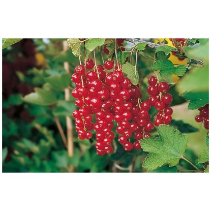 Ribes «Rolan»