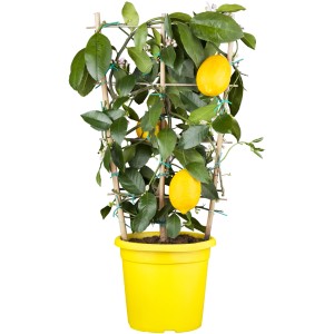 Citrus palissé en pot jaune, env. 13 cm Ø, avec citrons mûrs et feuilles vertes.