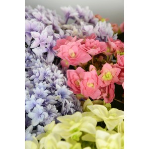 Hortensia Hydrangea Special-Mix en pot avec des fleurs roses, violettes et jaunes.