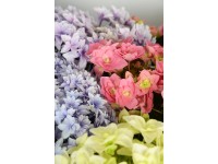 Hortensie Hydrangea macrophylla Special-Mix Topf Ø 14 cm / Höhe ca. 36 cm