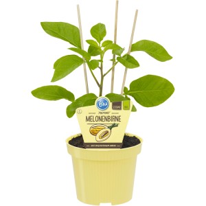 Poire melon 'Pepino Gold' en pot (Ø 12cm). Plante potagère à fruits sucrés, semblable à la poire, pour balcon et jardin.