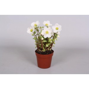 Hellébore noir Helleborus niger Verboom en pot de 9 cm avec fleurs blanches.