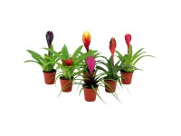 Bromelia Mini Bromelia verschiedene Farben Topf Ø 5,5 cm / 1 Stk.