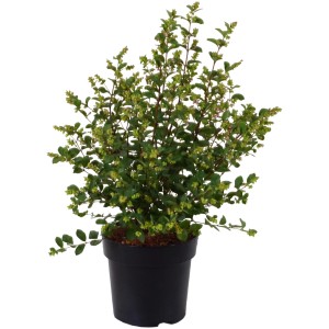 GROW by OBI Symphoricarpos Galaxy in vaso, altezza circa 40 cm. Arbusto ornamentale con foglie verdi.