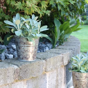 Sauge officinale bio Blu en pot (env. 12 cm) sur muret. Herbes aromatiques pour jardin et cuisine.